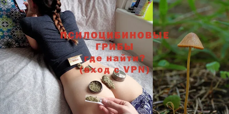 Галлюциногенные грибы Psilocybe  сайты даркнета официальный сайт  Нижний Ломов 